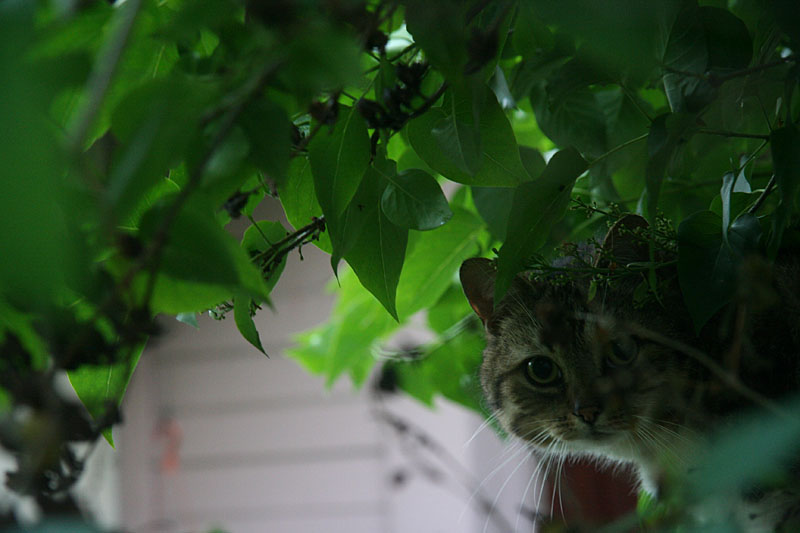 Hidden neighbours cat