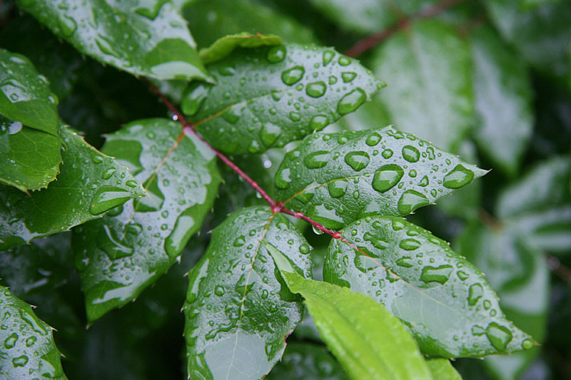 Rainy sunday