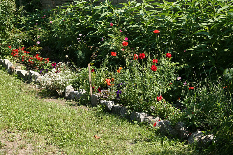 Garden in summertime