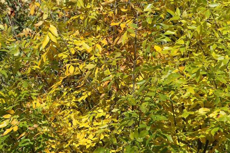 Colors of autumn