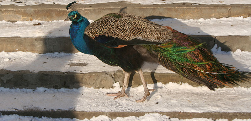 Peacock