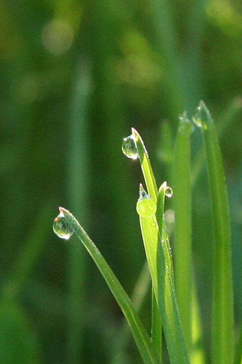 Land of Drops
