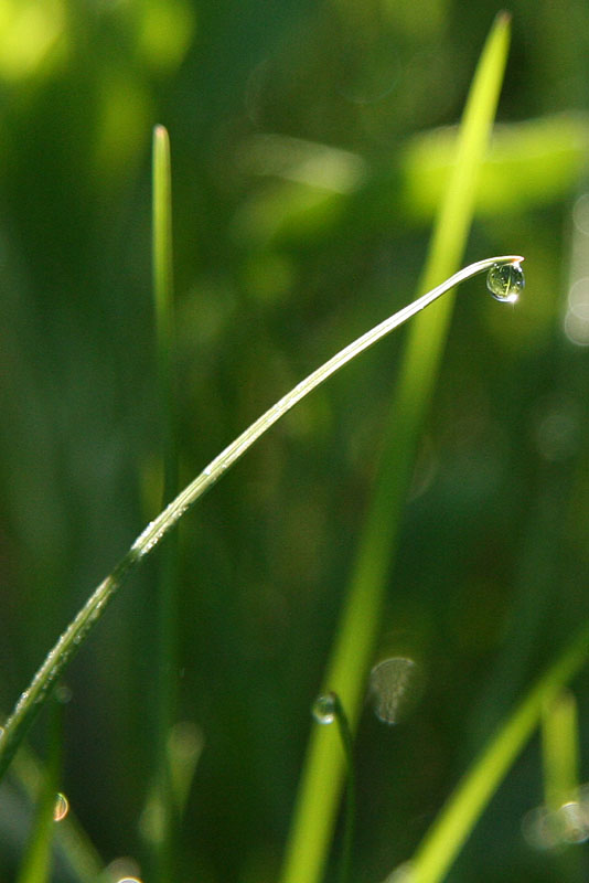 Land of Drops