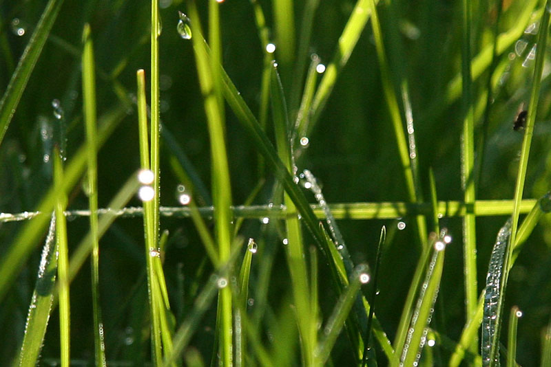 Land of Drops