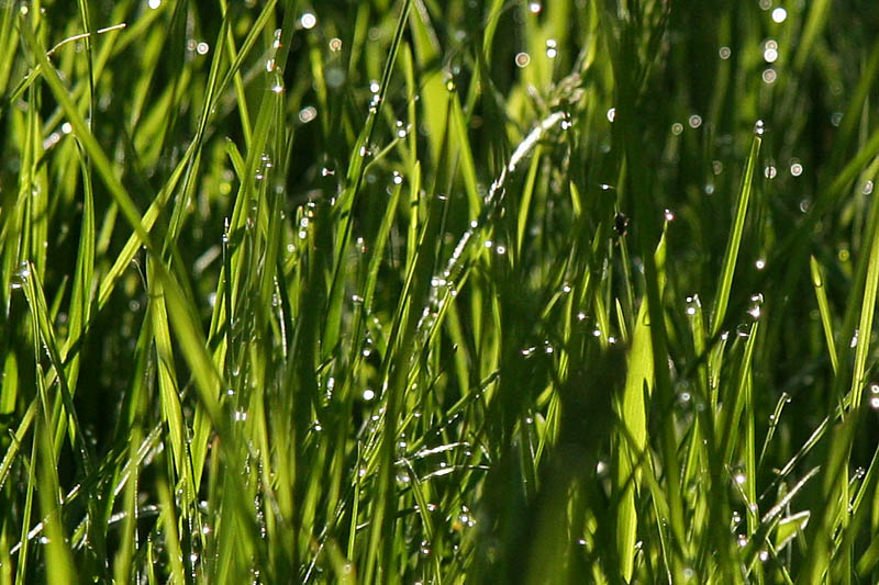 Land of Drops