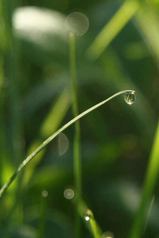 Land of Drops