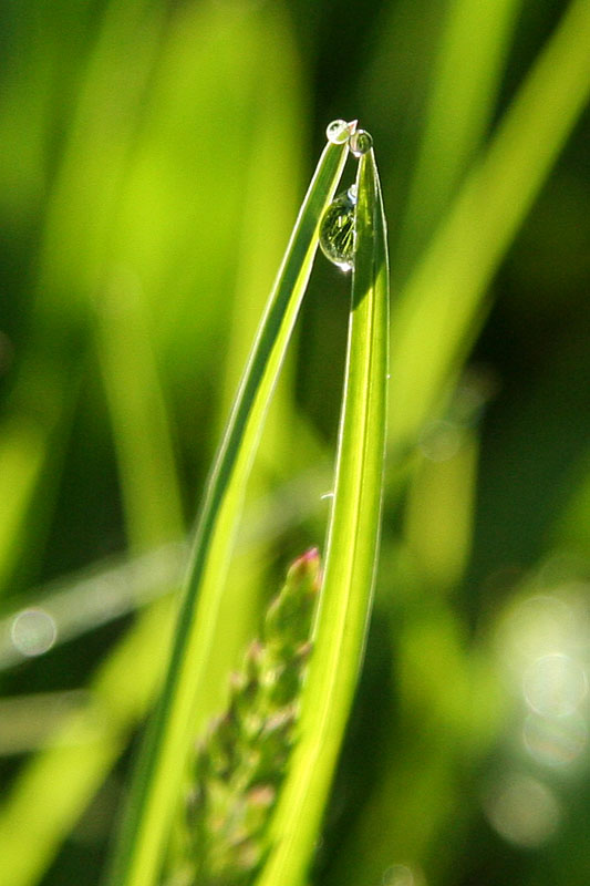 Land of Drops