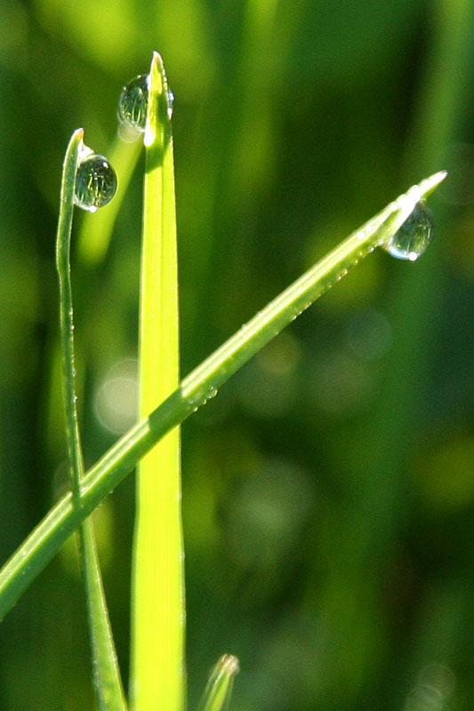 Land of Drops