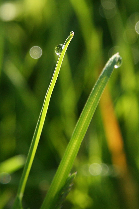 Land of Drops