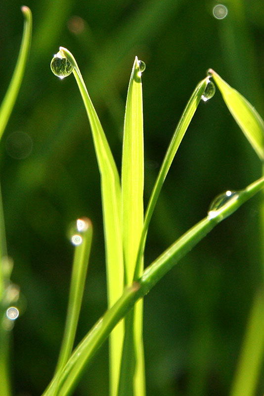 Land of Drops