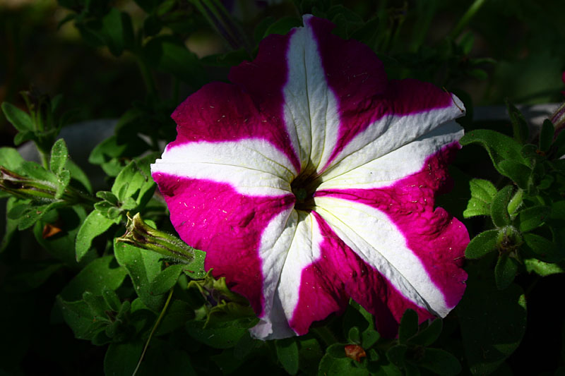 Red & White