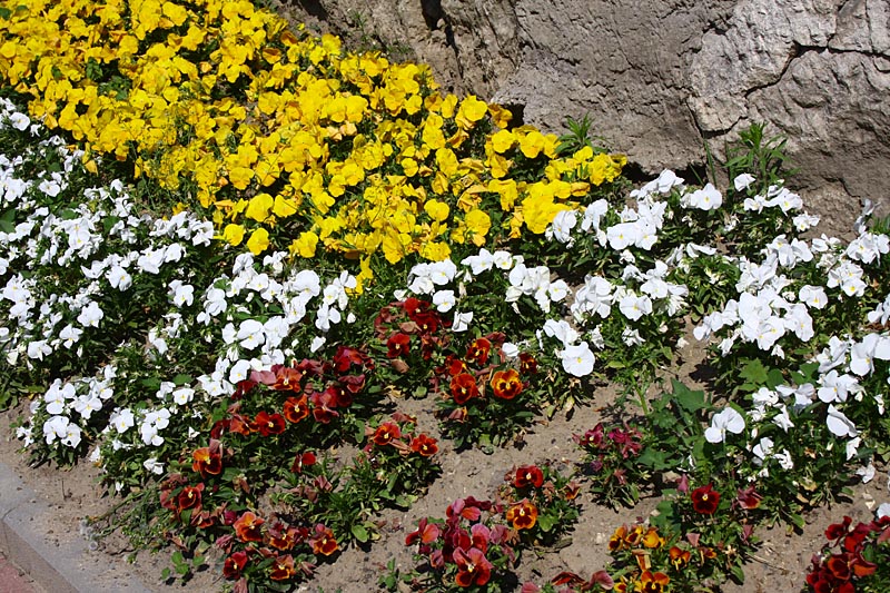 Flowers near Church