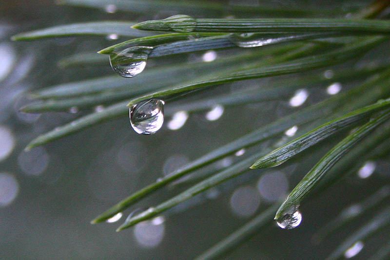 Water drops after summer rain