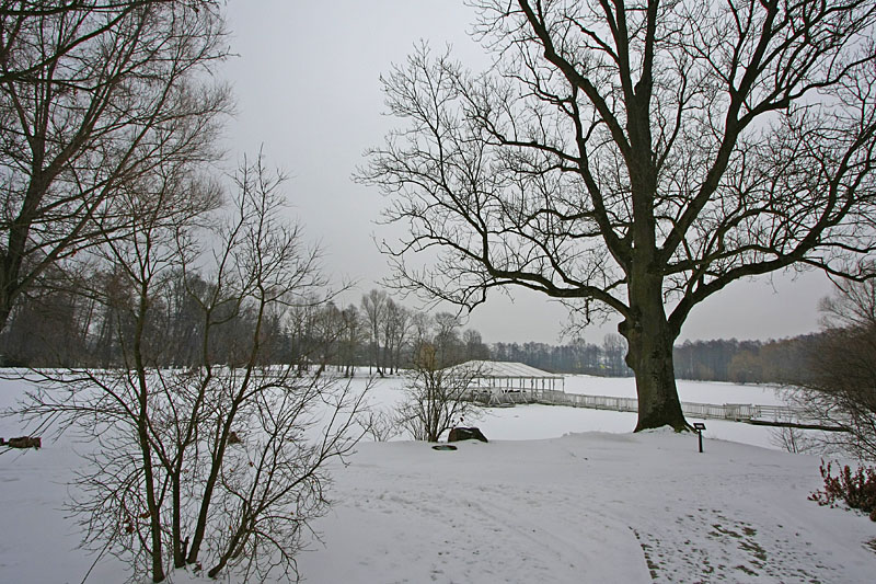 Fraxinus excelsior
