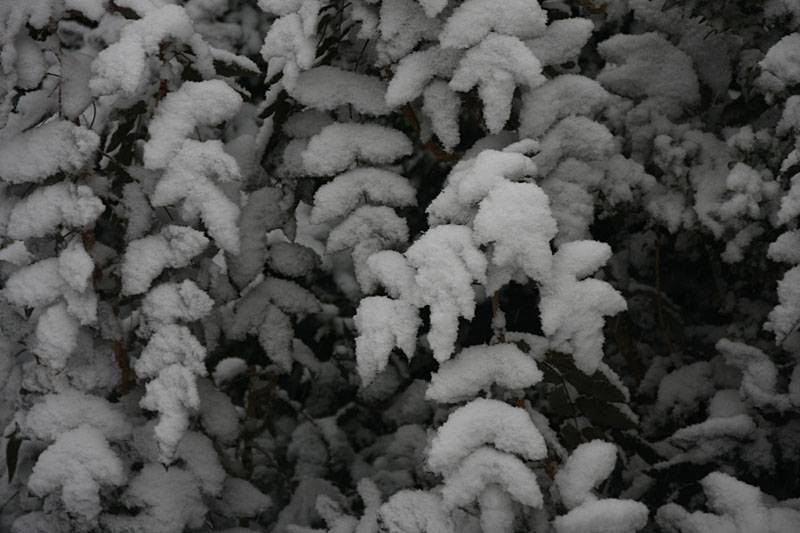 Mahonia under the snow