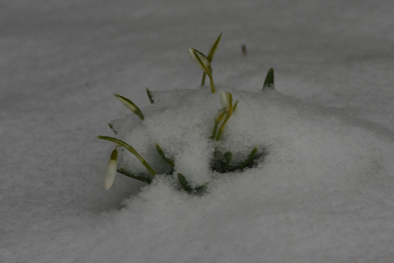 Snowdrop under the snow