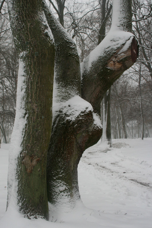 Cover with snow trees trunk