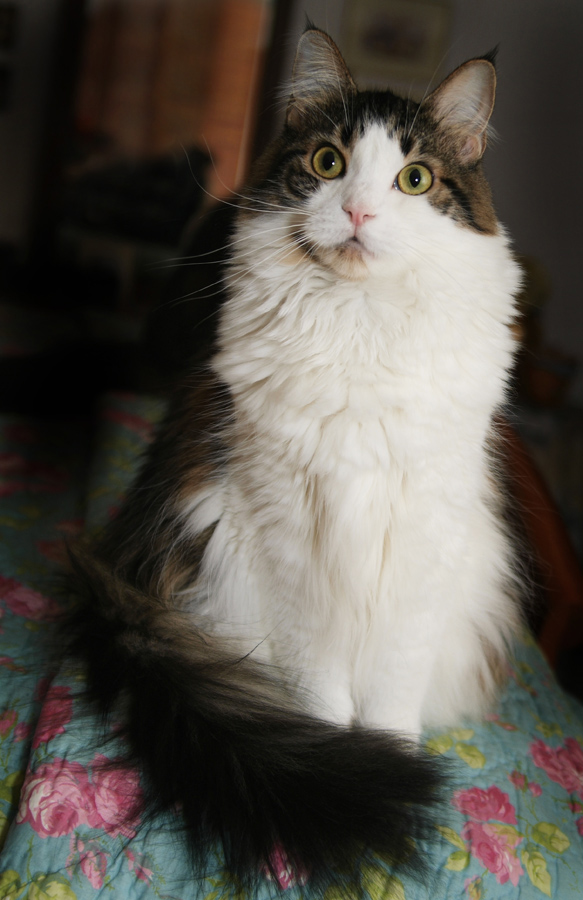 Sofia