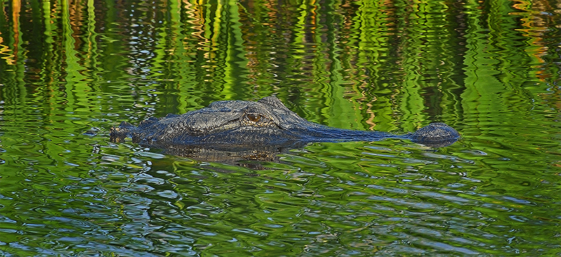 American Alligator( Alligator mississippiensis)