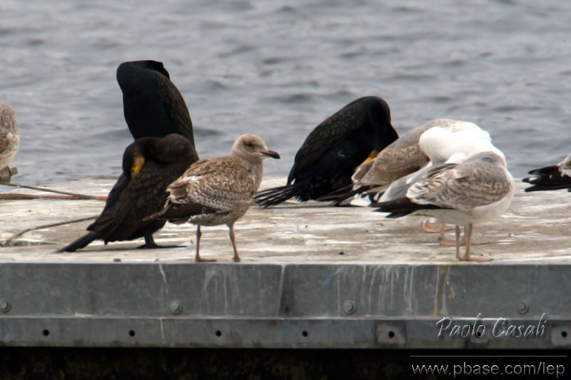 Herring Gull (Larus argentatus)