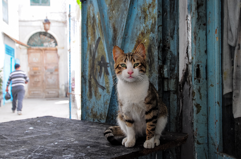 Medina of Tunis