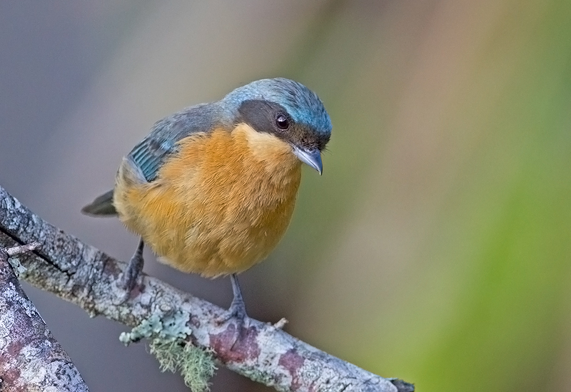 Fawn-breasted Tanager (fem)
