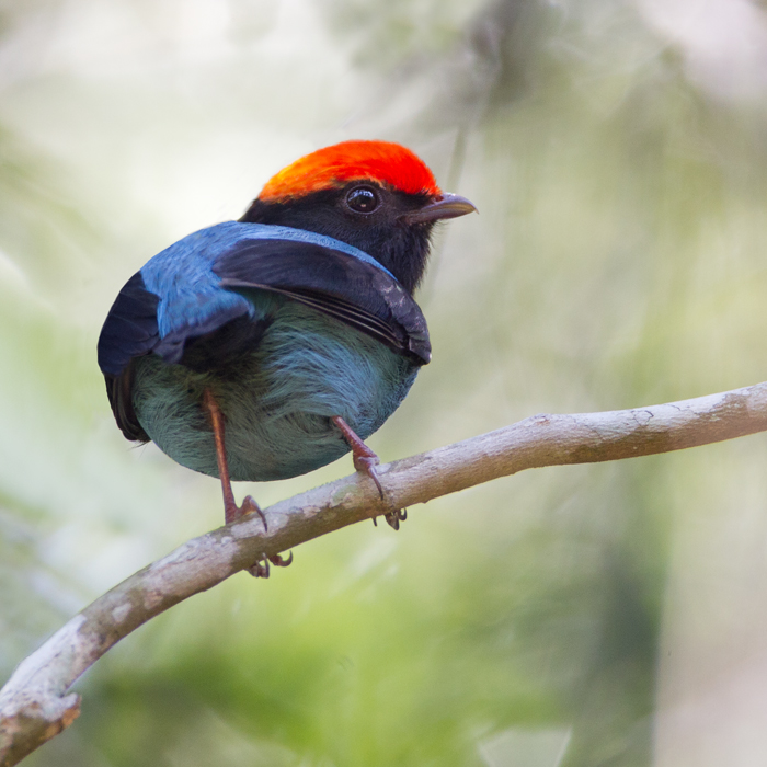  Blue ( or swallow tailed) Manakin