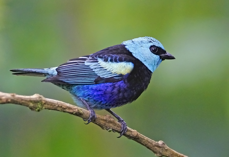 Blue- necked Tanager