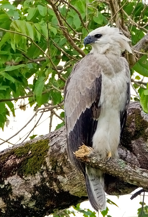 Harpy Eagle