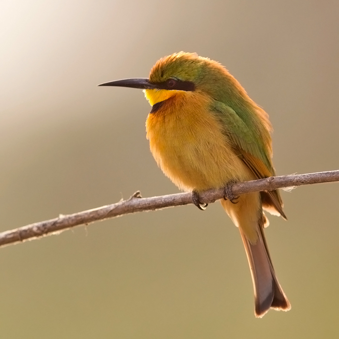 Little Bee eater