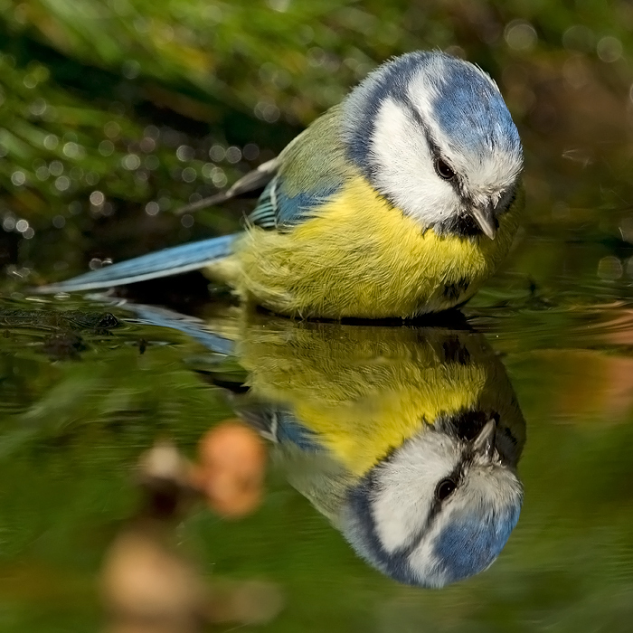 Eurasian Blue Tit