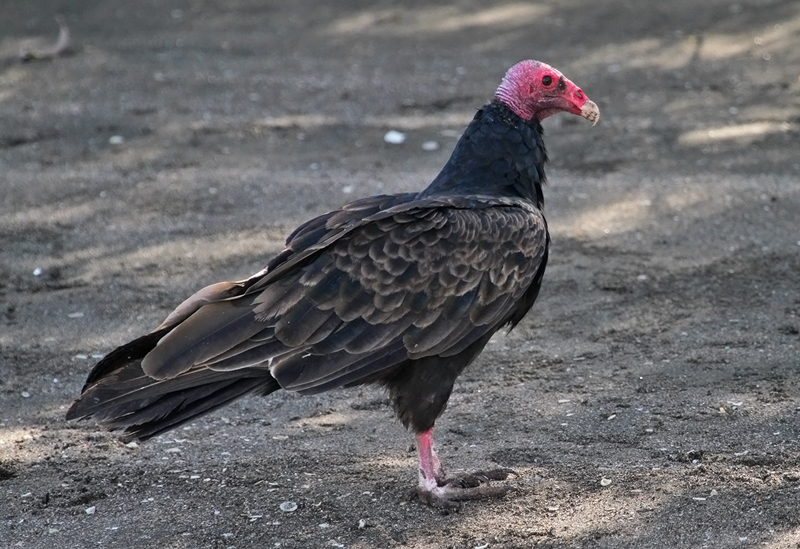 Turkey Vulture