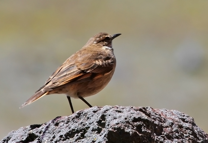 Bar-winged-Cinclodes.