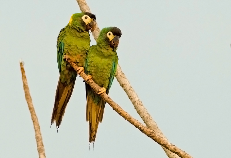 Yellow-collared Macaw