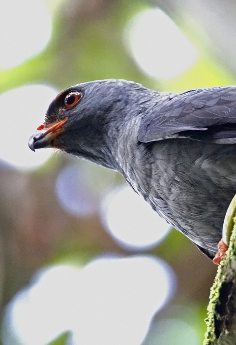 Plumbeous Hawk