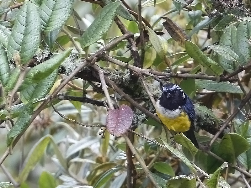 Buff-breasted Mountain Tanager