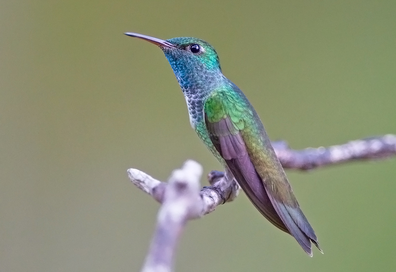 Versicolored Emerald