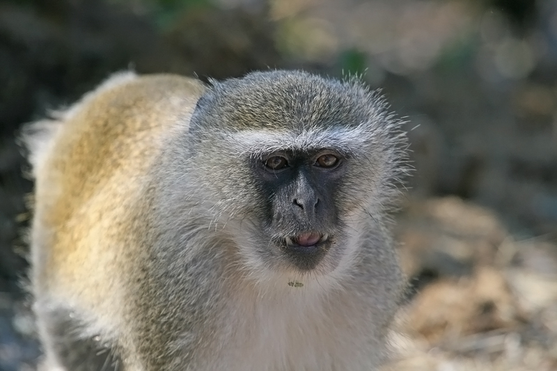 Monkey 