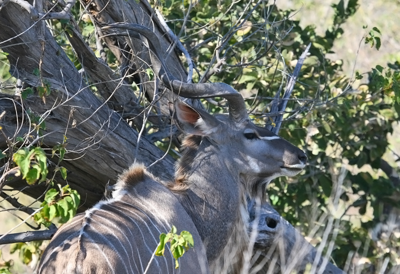 Kudu