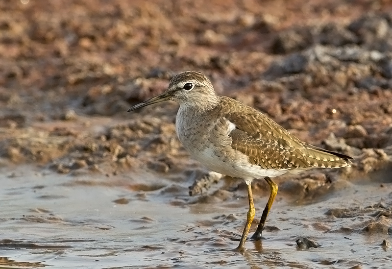 Wood Sandpiper