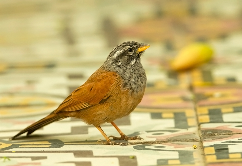 House-Bunting-(male)