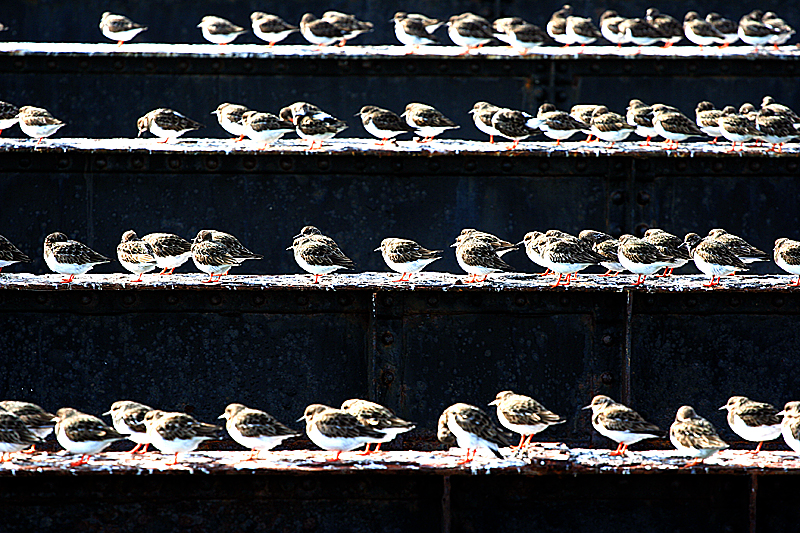 southend pier 268.JPG