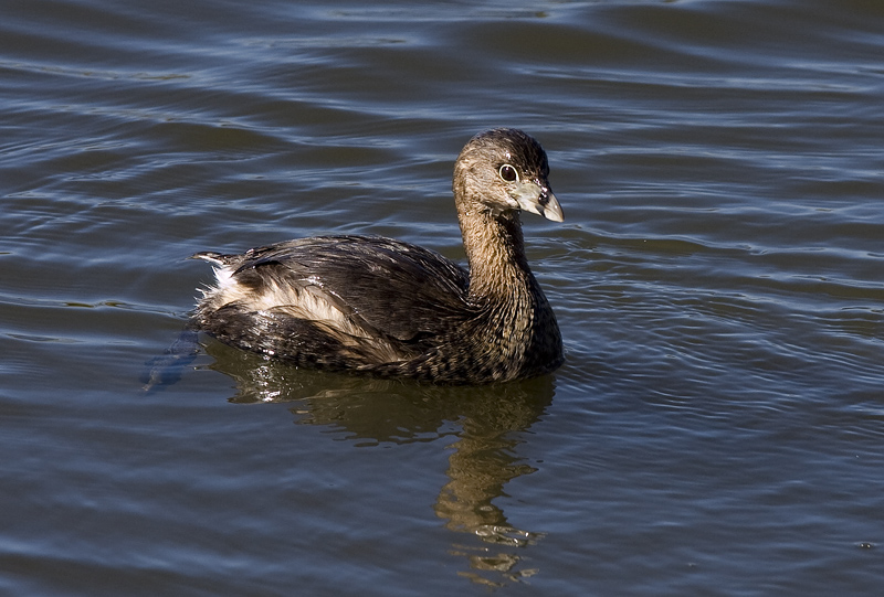 Grebe