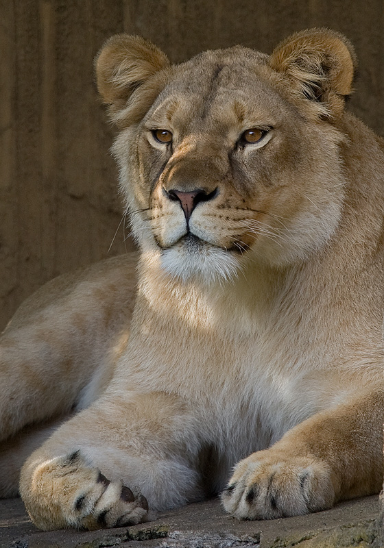 Lioness, San Francisco Zoo