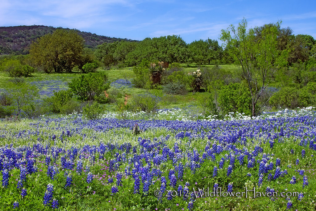 Texas Bluebonnet Scene