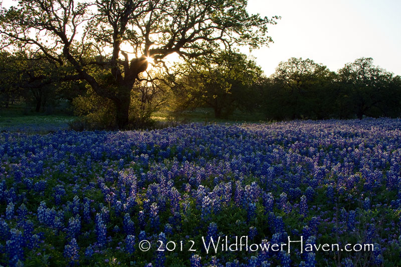 Bluebonnet Sunset