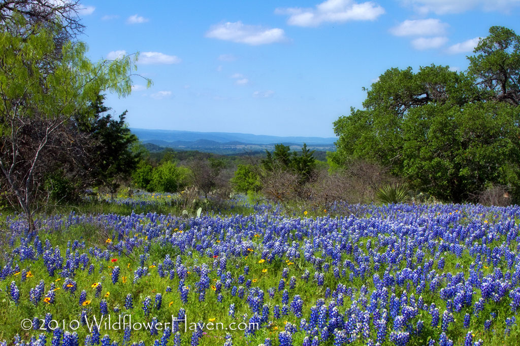 Skyline Bluebonnets
