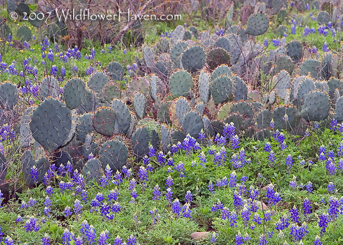 Bluebonnets and Cactus photo - RichO photos at pbase.com