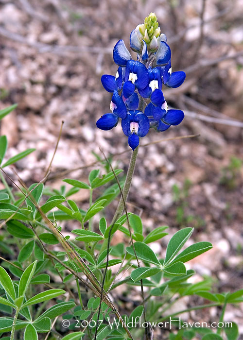 Bluebonnet Solo