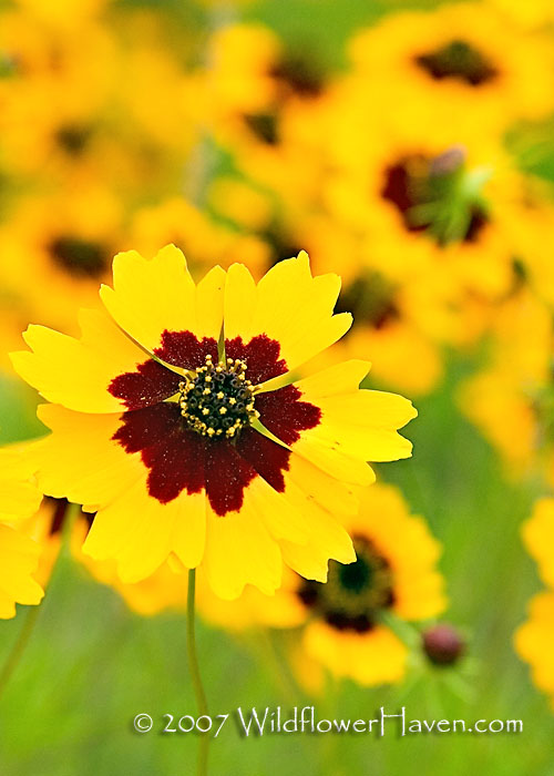 Golden-Wave (Coreopsis)